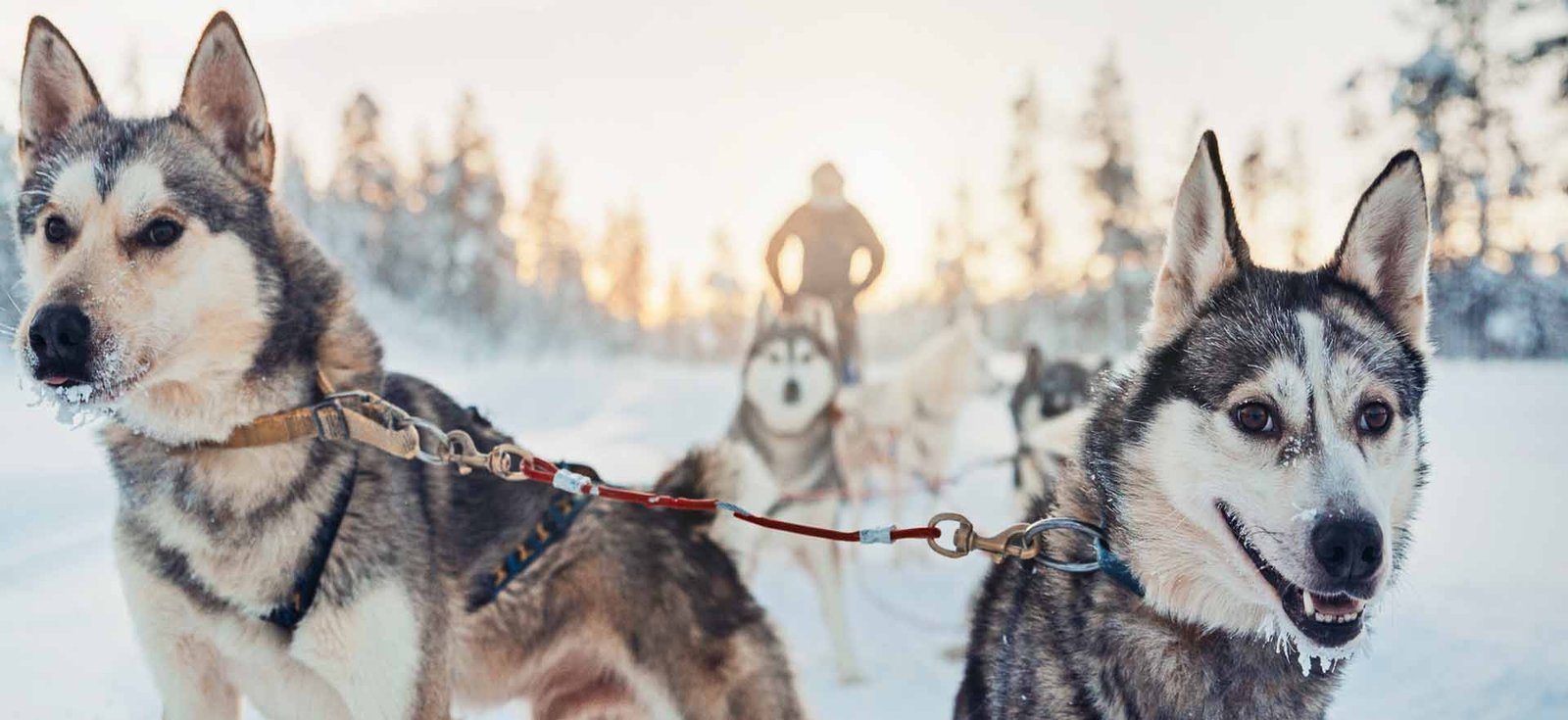 Corporate Event Snowy Mountains Husky Activity
